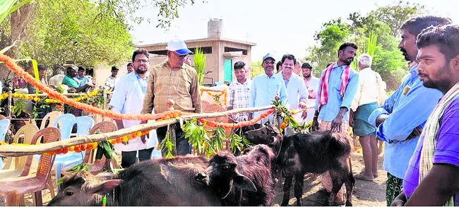 మేలుజాతి దూడల ప్రదర్శన 