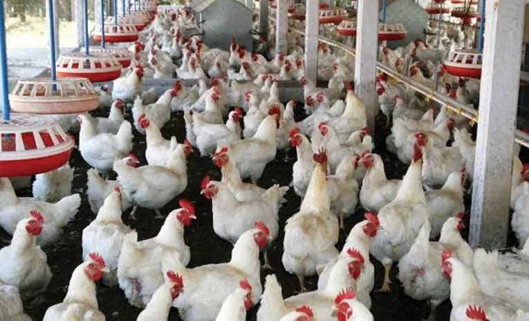 Birdflu Effect on Poultry Farm