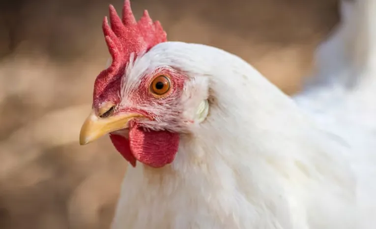 Bird Flu Impact: Chicken Centres Deserted on Sunday