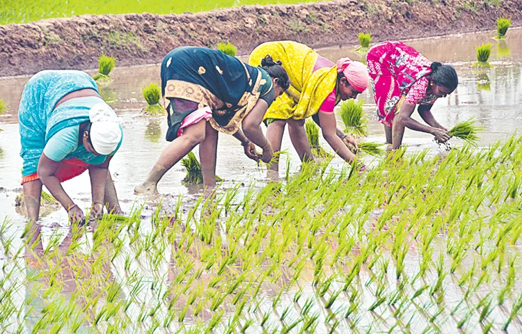 Farmers not interested on towards small grain cultivation