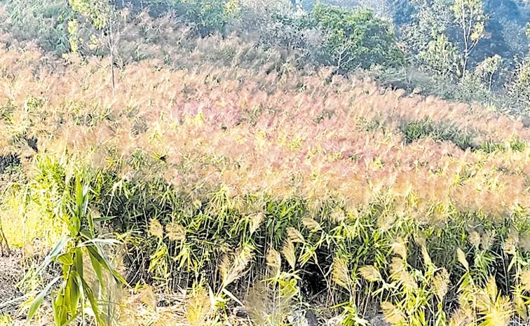 Broom grass cultivation