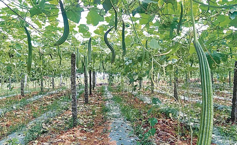 good results through Canopy cultivation in Medak