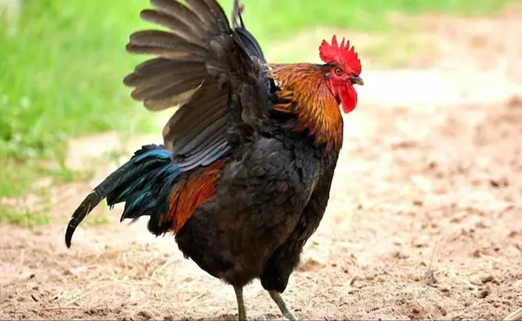 Kerala man files complaint over rooster disturbing sleep