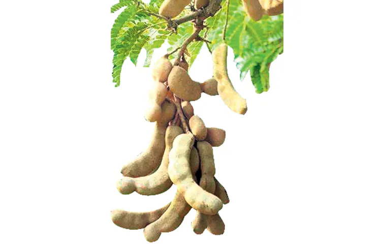 Tamarind trees are livelihood of approximately 20000 families