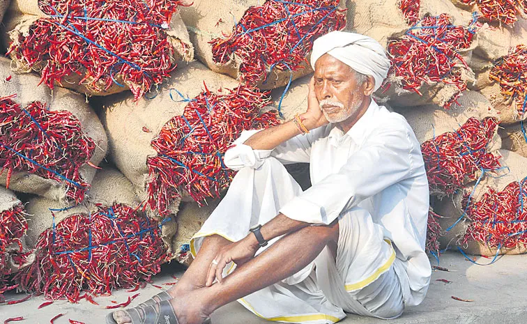 Balijepalli Sarath babu Write on capsicum rate crisis in Andhra Pradesh