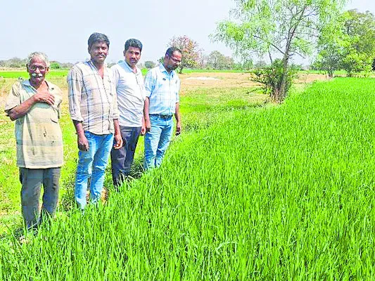 అగ్గితెగులు నివారణకు చర్యలు