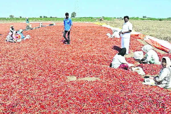 రైతన్నకు మిర్చి గొట్రు