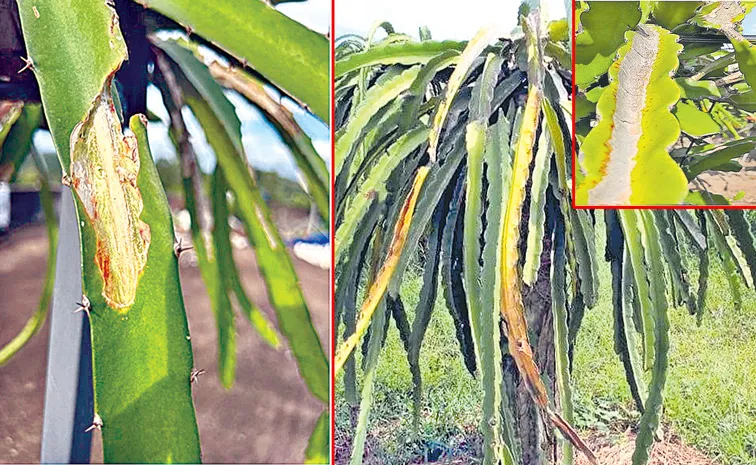Sun burn injuries on canopy of dragon fruit