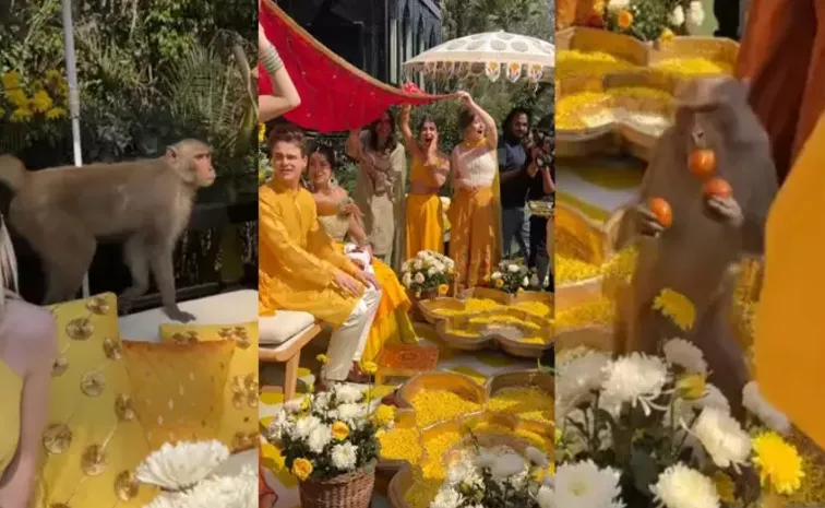 Monkey execute its master plan during haldi celebrations