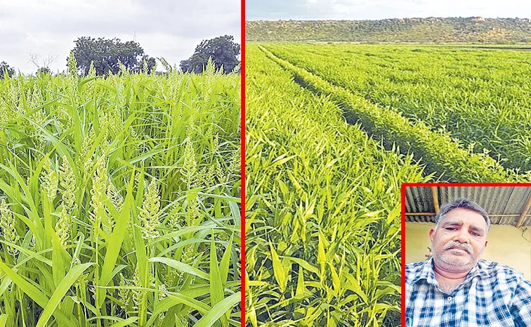 Tenant farmer Kandimalla Venubabu cultivating millet grains