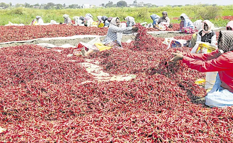 నషాళానికి పొలిటికల్‌ మిర్చి ‘ఘాటు’