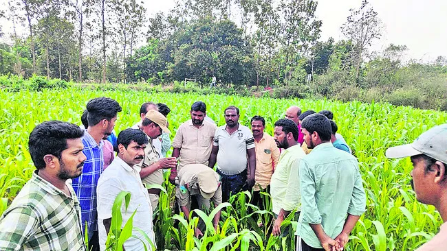 ఆ పాదముద్రలు పులి పిల్లలవి కాదు 