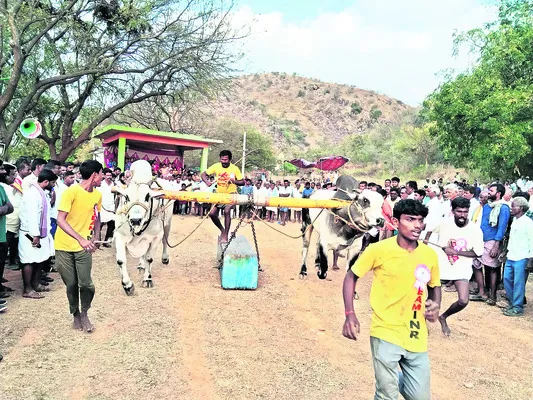 సత్తా చాటిన బాపట్ల జిల్లా ఎడ్లు 