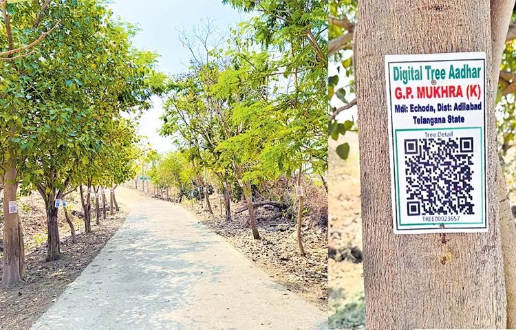 QR code to reveal trees life history