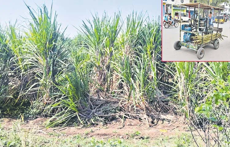 Sugarcane is in high demand during summer