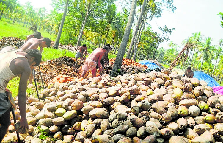 Coconut farmers happy with increase in coconut prices