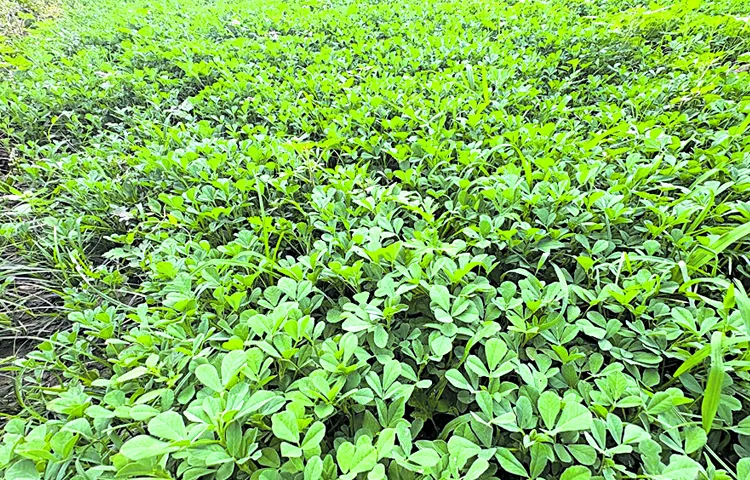 Cultivation of leafy vegetables for three centuries