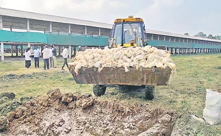 Thousands of Chickens deaths occur daily in every poultry farm due to incurable diseases