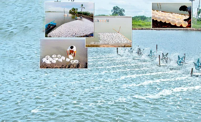 These are the key points to remember in shrimp aquaculture