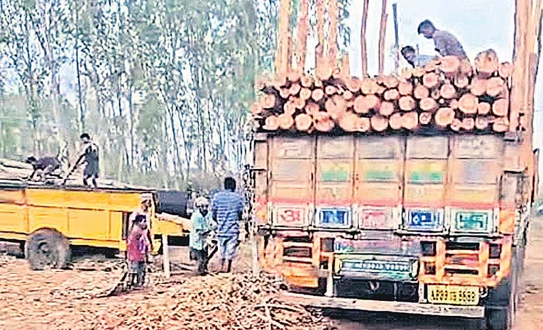 TDP MLA involved in smuggling jamail tree