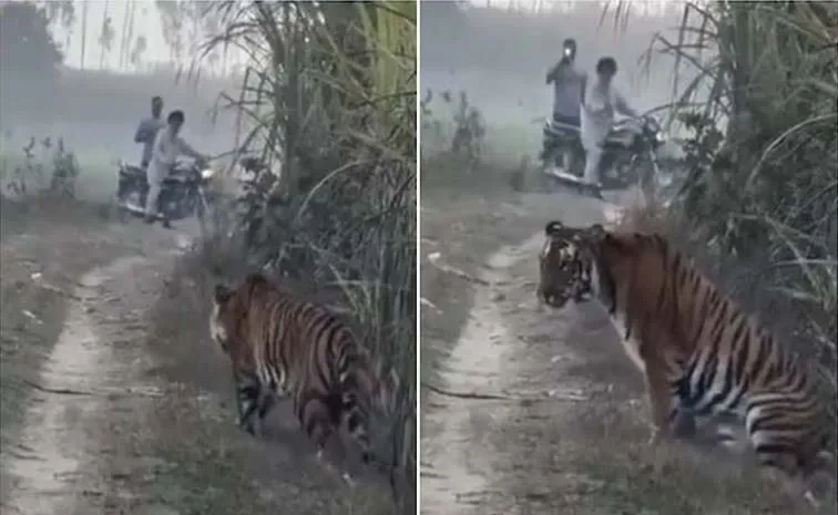 UP Farmers Close Encounter With Tiger Goes Viral 