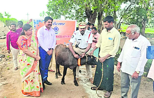 పశువుల రక్షణకు రేడియం స్టిక్కర్లు 