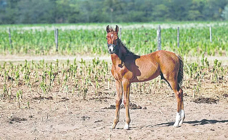 Argentine biotech firm breeds gene-edited polo super ponies