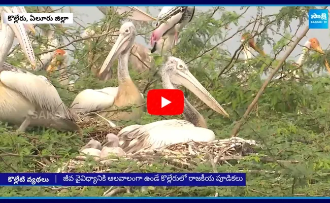 Supreme Court Issued Notices To TDP Government On Kolleru Lake Invasions In Eluru