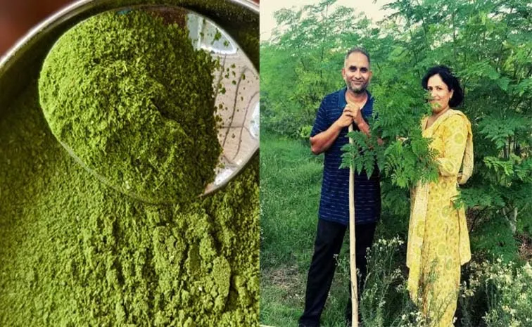 Jitender Mann His Wife Build Moringa Farm Now Earn Rs 3 Lakh 