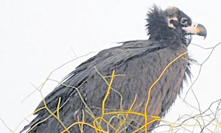 Rare Black Vulture Identified in Chinagollapalem