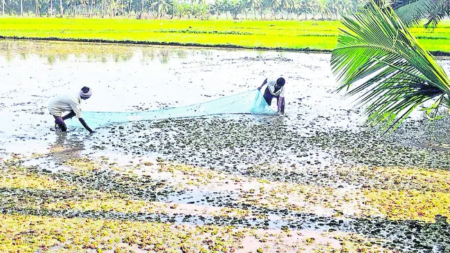 డెల్టాలో కలుపు సలుపు