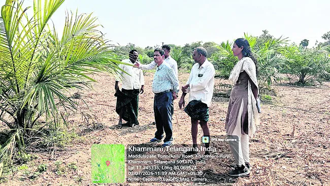 ఉద్యానవన పంటలు పరిశీలన