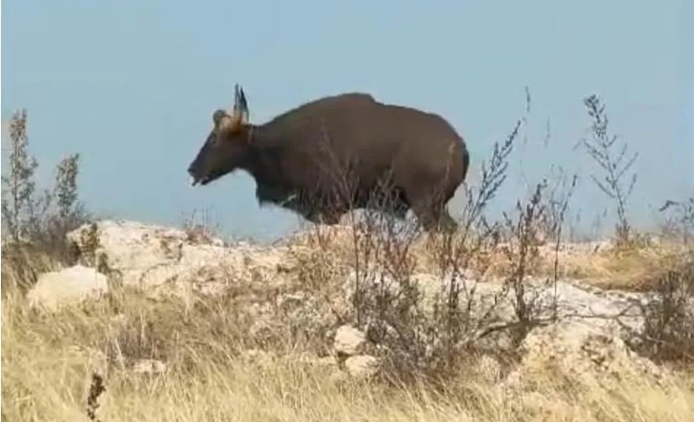 Wild Buffalo in Yadadri Bhuvanagiri