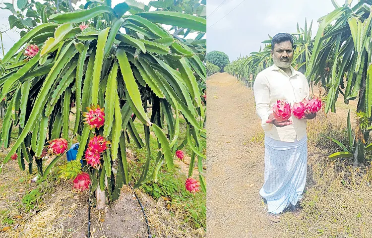 Huge yields in horticultural crops