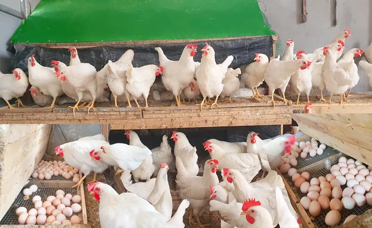 Lakhs of chicken die,bird flu suspected