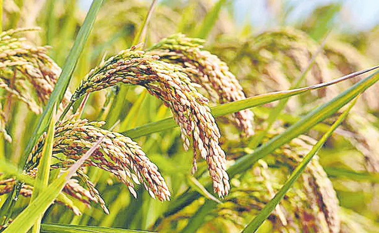 Record 60 percent cultivation of thin varieties of rice in Telangana