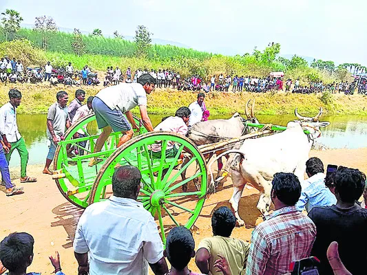 జోరుగా.. హుషారుగా ఎడ్ల పందాలు 