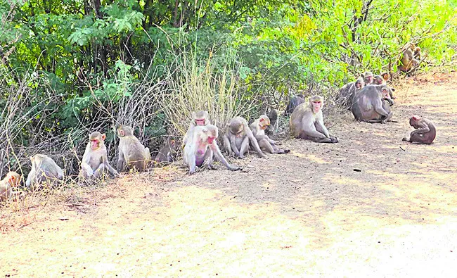 ఎవరికీ పట్టని ప్రజావాణి!