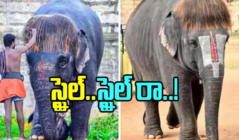 Viral Video:  Tamil Nadu Elephant Winning Hearts With Her Unique Hairstyle