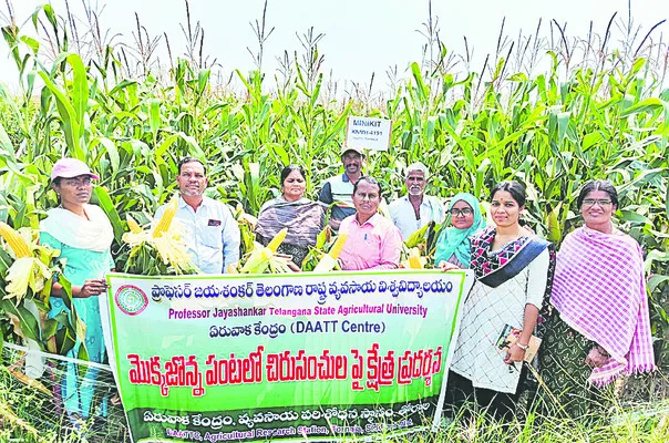 వరికి బదులు  మొక్కజొన్న వేసుకోవాలి 