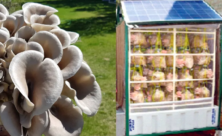 how to grow mushrooms outdoors even in the hot summer