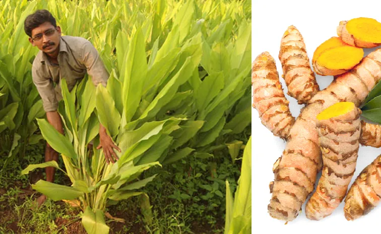 SK-4 turmeric An innovation of a farmer who failed intermediate