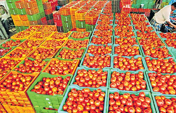 Tomato prices have fallen in Chittoor district