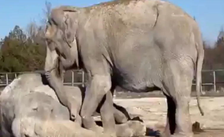 25 years partner Retired circus elephant mourns viral video