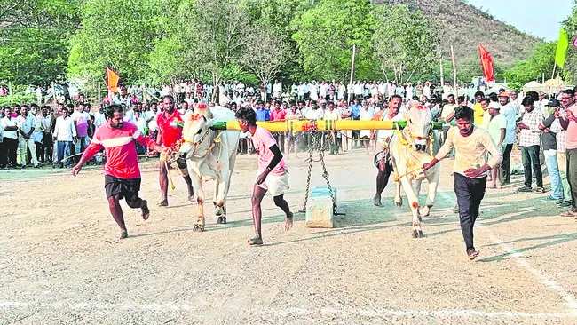 సత్తా చాటిన రాచర్ల మండలం ఎడ్లు