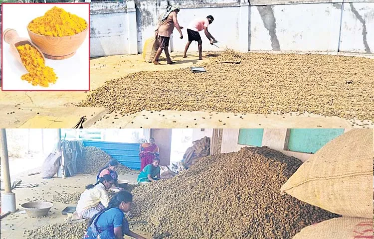 There is a great demand for Madugula turmeric