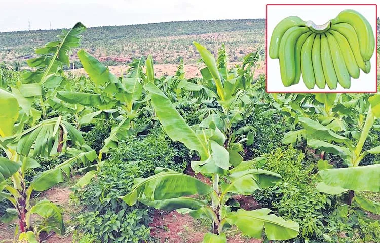 Pulivendula banana being exported to Gulf countries