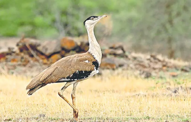 The disappearing Great Indian Bustard birds