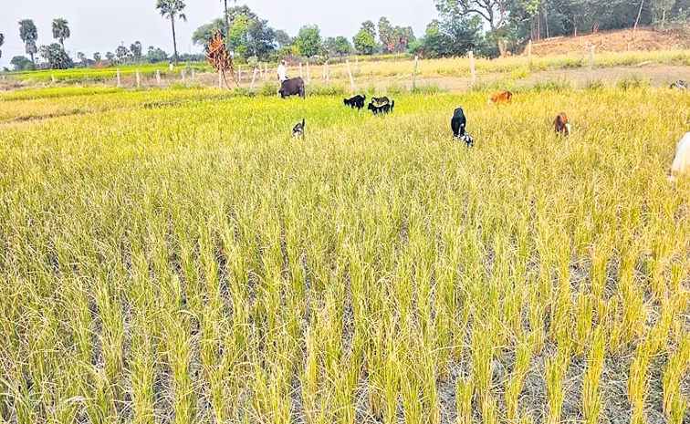 One lakh acres of paddy has dried up in Telangana