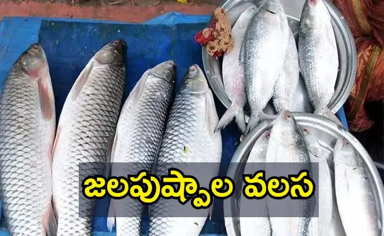 Fish Prices in Bengaluru Soar Amidst Rising Demand and Supply Challenges